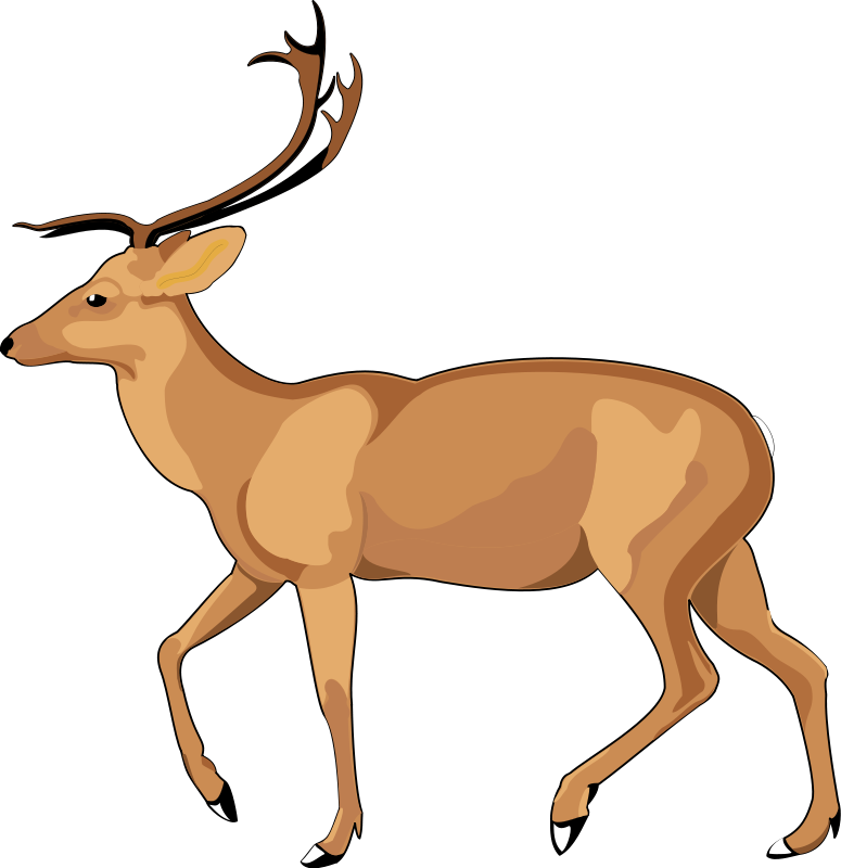 Whitetail Deer